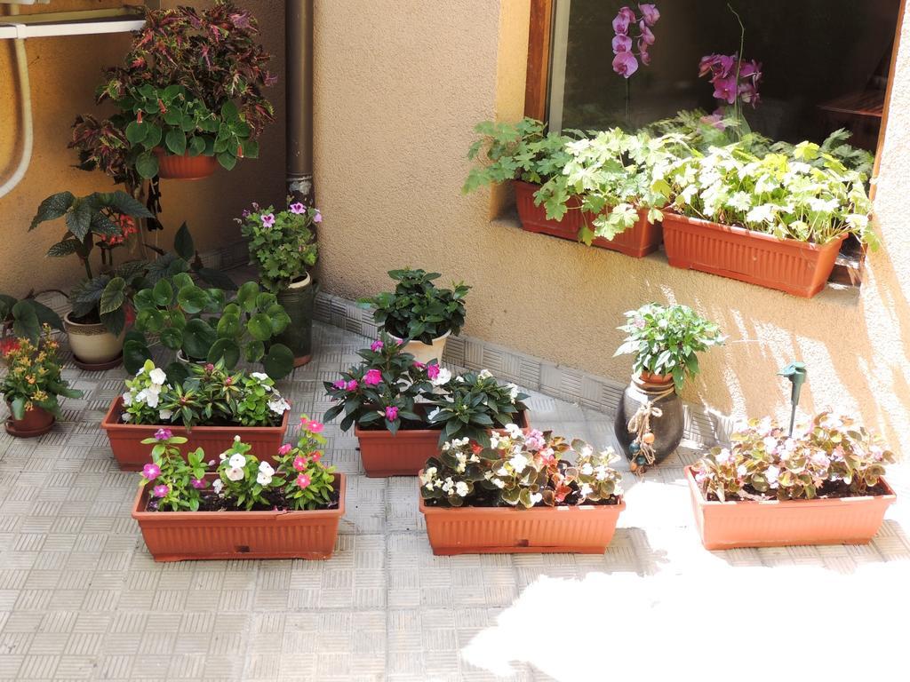 Guest House Solo Shumen Exterior photo